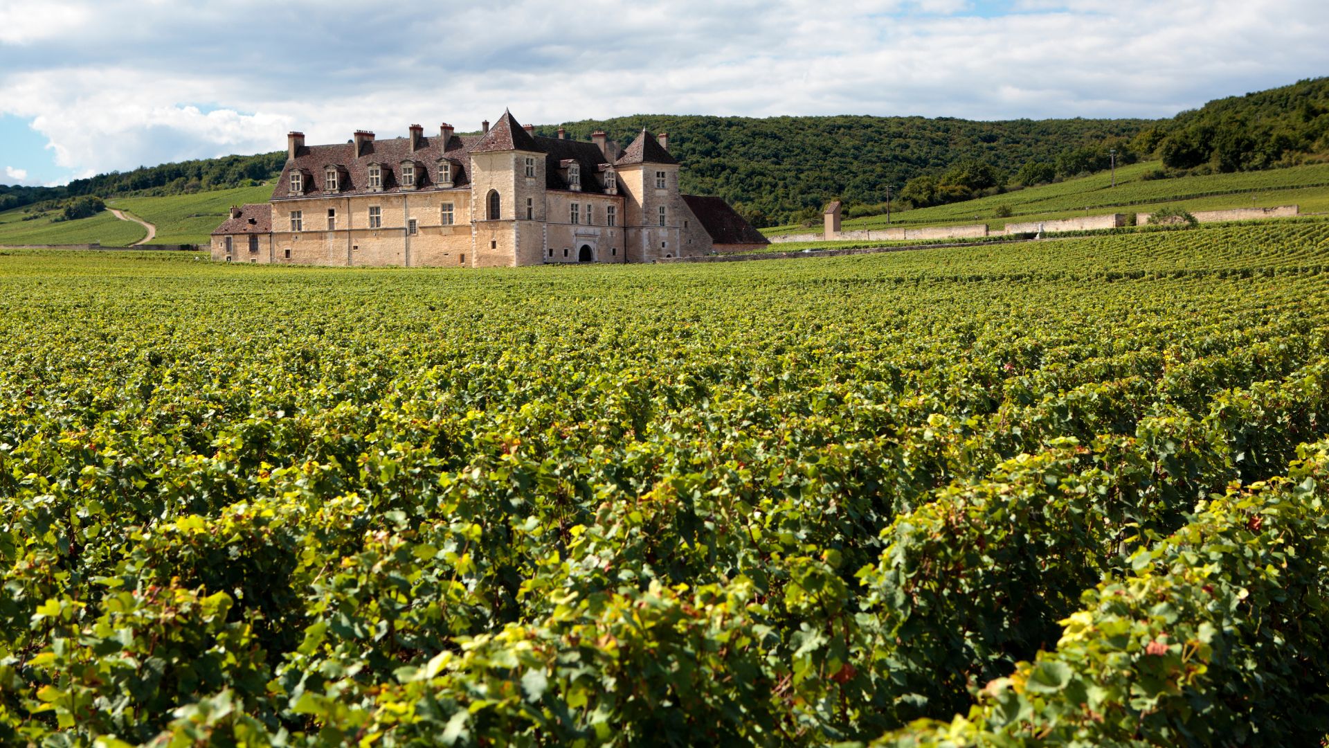 Domaine Viticole Bio AOC Châteauneuf-du-Pape — 12 hectares en galets roulés
